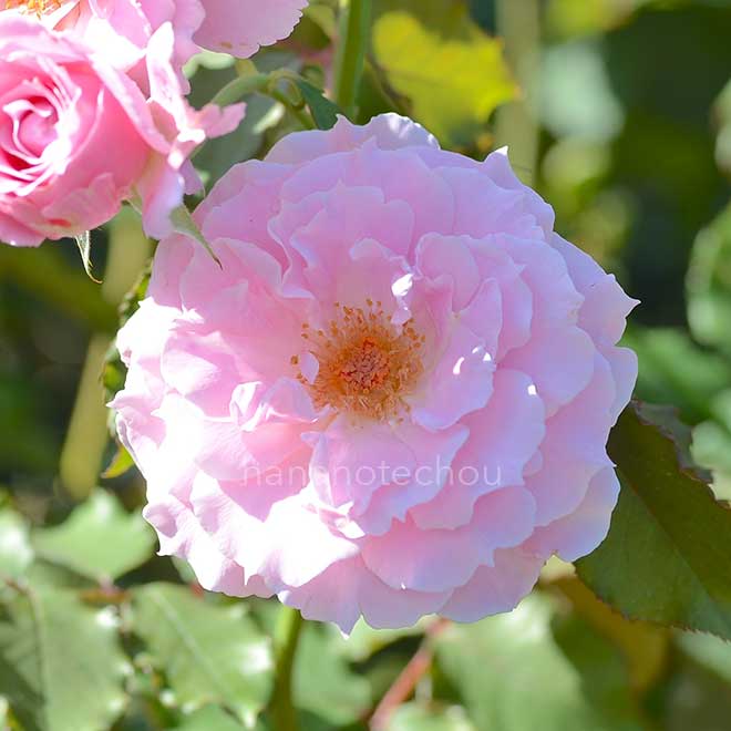 バラ ラ マリエ｜花の手帖の薔薇図鑑