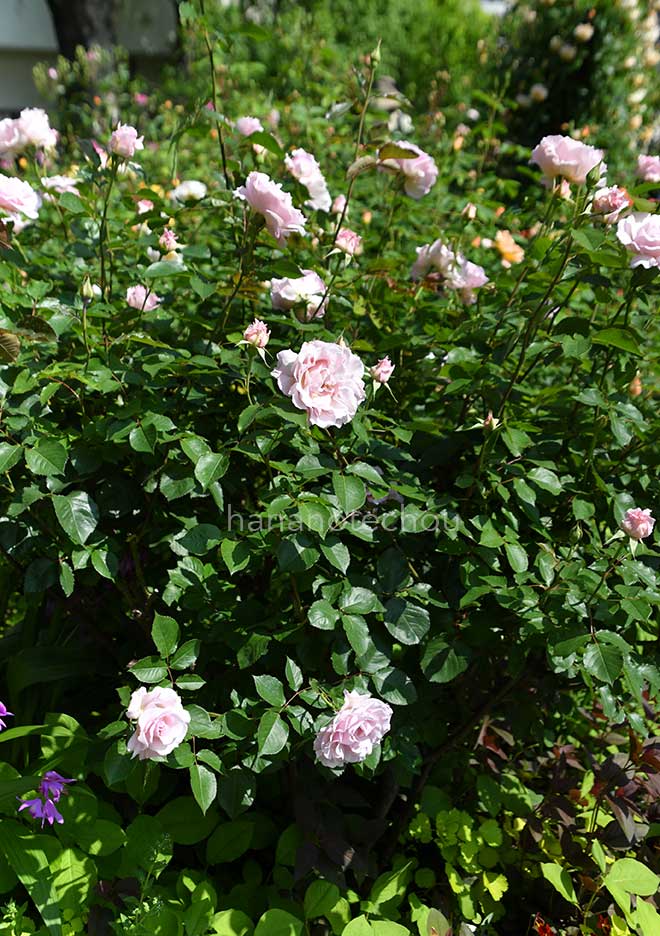 バラ ラ マリエ｜花の手帖の薔薇図鑑