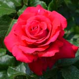 バラ ラ マルセイエーズ|花の手帖の薔薇図鑑