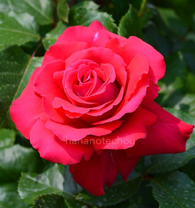 バラ ラ マルセイエーズ｜花の手帖の薔薇図鑑