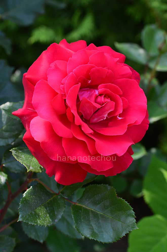 バラ ラ マルセイエーズ｜花の手帖の薔薇図鑑