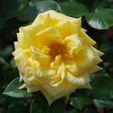 バラ ランドラ|花の手帖の薔薇図鑑