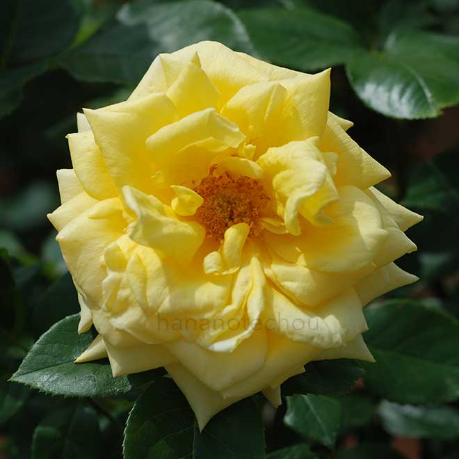 バラ ランドラ｜花の手帖の薔薇図鑑