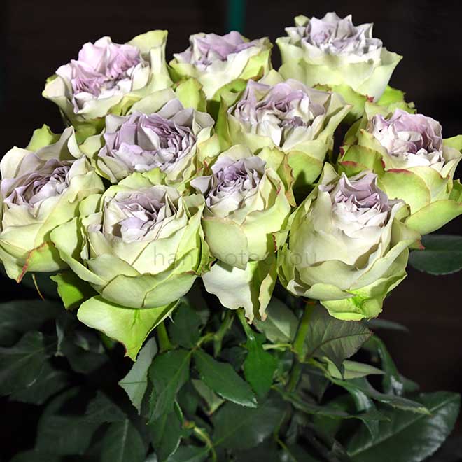 バラ ラピスヴェール|花の手帖の薔薇図鑑