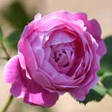 バラ |花の手帖の薔薇図鑑