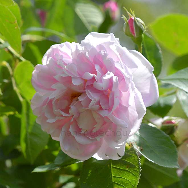 バラ ラリー ダニエルズ｜花の手帖の薔薇図鑑