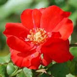 バラ ラセヴィリアーナ｜花の手帖の薔薇図鑑