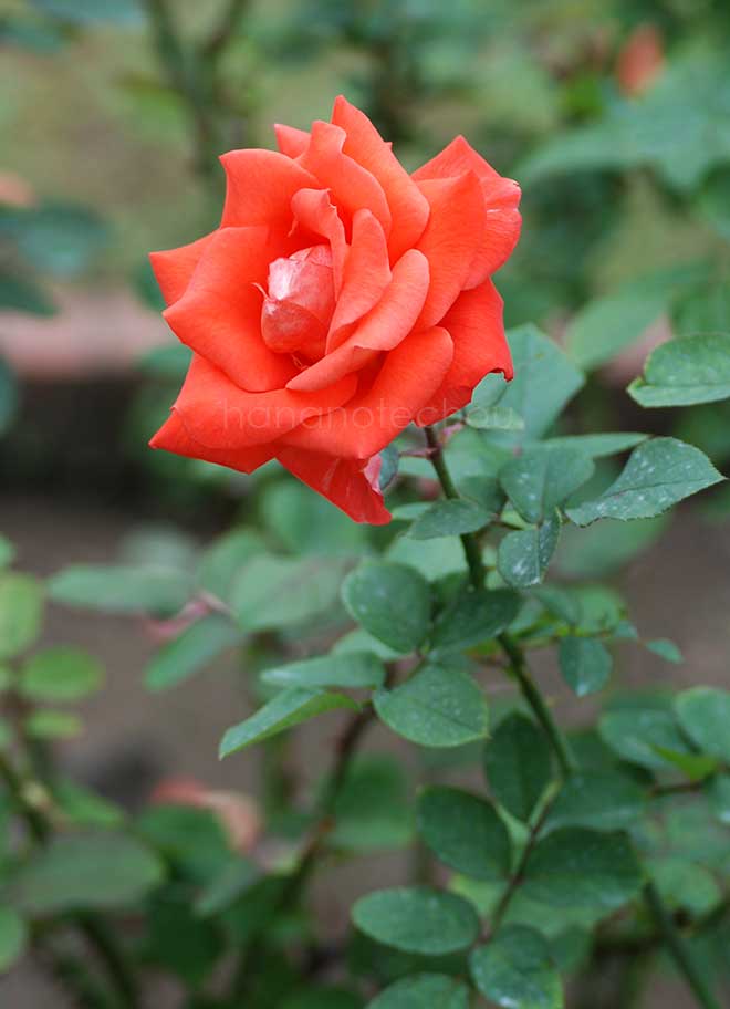 バラ ラス ベガス｜花の手帖の薔薇図鑑