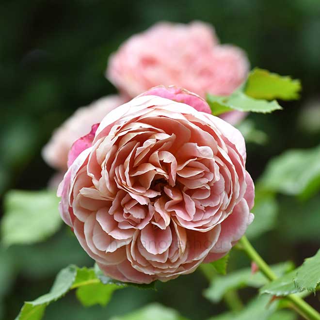 バラ ラ テラス|花の手帖の薔薇図鑑