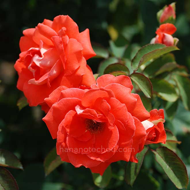 バラ ローラ｜花の手帖の薔薇図鑑