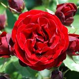 バラ ｜花の手帖の薔薇図鑑