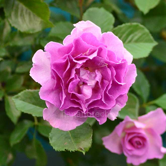 バラ ラヴァンデ パルフュメ｜花の手帖の薔薇図鑑