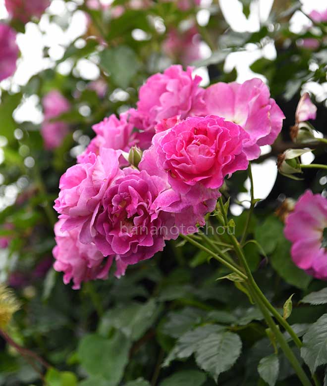 バラ ラヴァンデ パルフュメ｜花の手帖の薔薇図鑑