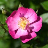 バラ ラベンダー ドリーム｜花の手帖の薔薇図鑑