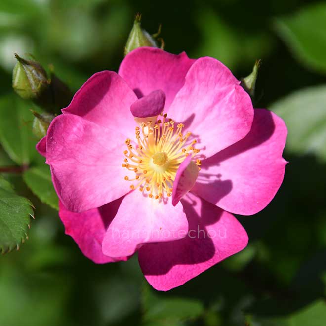 バラ ラベンダー ドリーム｜花の手帖の薔薇図鑑