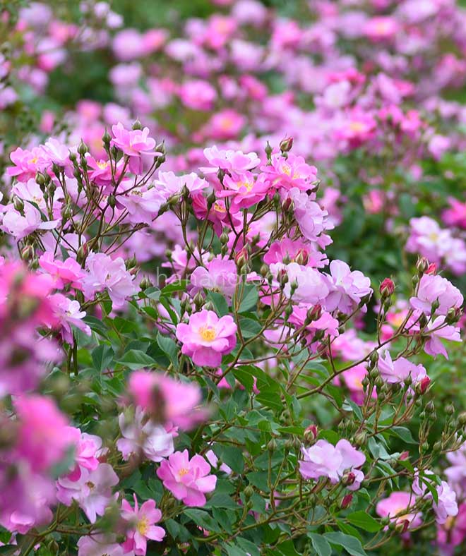 バラ ラベンダー ドリーム｜花の手帖の薔薇図鑑