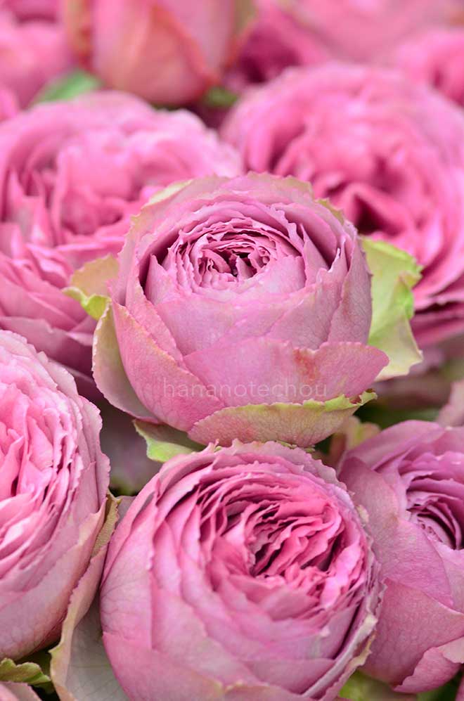 バラ ラベンダーレース｜花の手帖の薔薇図鑑