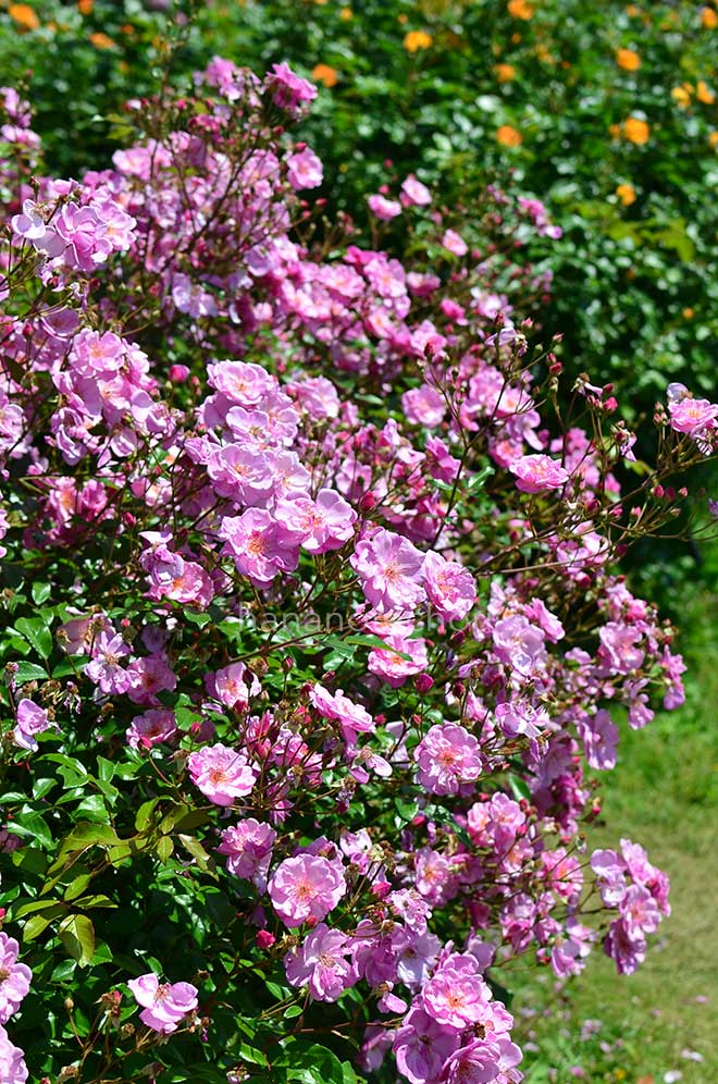 バラ ラベンダー メイディランド｜花の手帖の薔薇図鑑