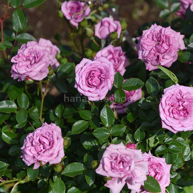 バラ ラベンダーメイアンディナ｜花の手帖の薔薇図鑑