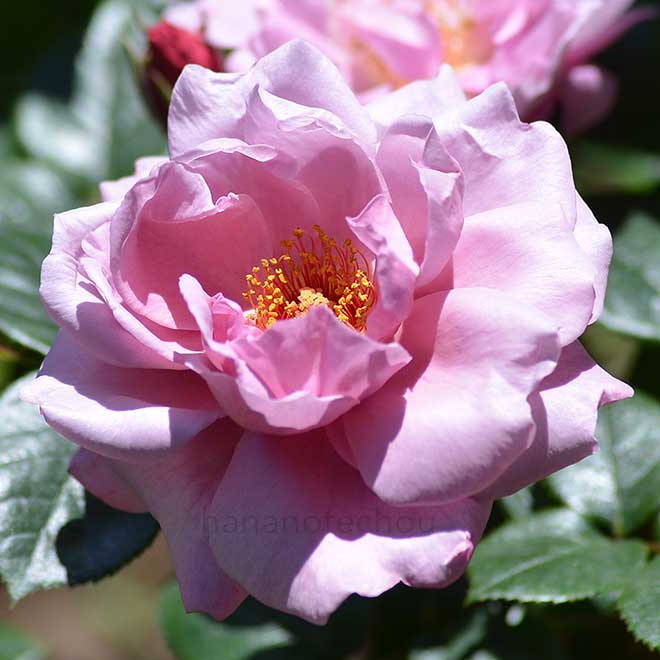 バラ ラベンダー プリンセス｜花の手帖の薔薇図鑑