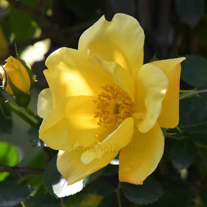 バラ ローレンス ジョンストン｜花の手帖の薔薇図鑑