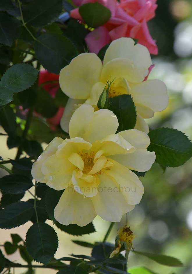 バラ ローレンス ジョンストン｜花の手帖の薔薇図鑑