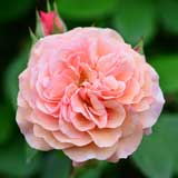 バラ リアンダー｜花の手帖の薔薇図鑑