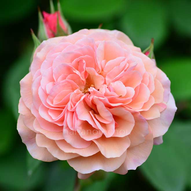 バラ リアンダー｜花の手帖の薔薇図鑑