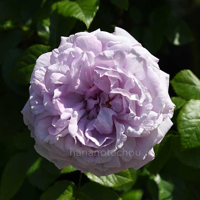 バラ ル シェル ブルー｜花の手帖の薔薇図鑑