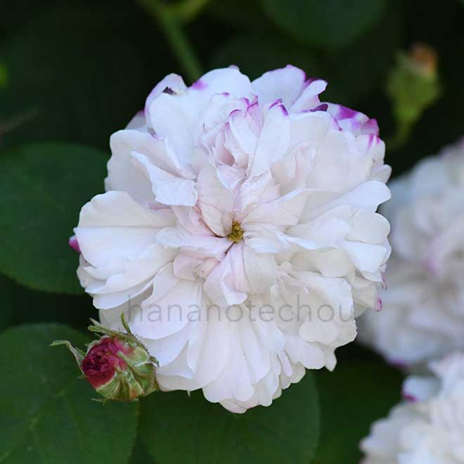 バラ レダ｜花の手帖の薔薇図鑑