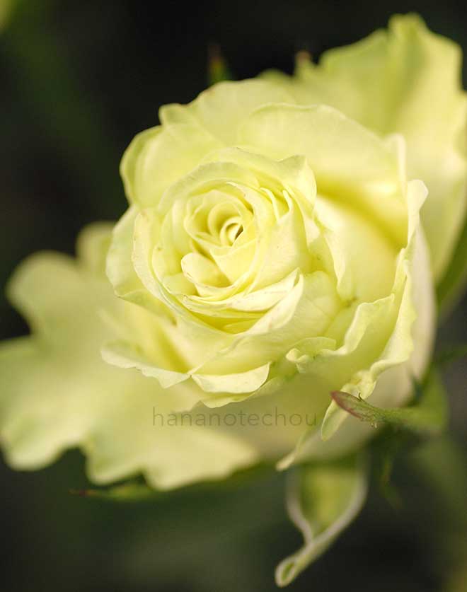 バラ レモネード｜花の手帖の薔薇図鑑