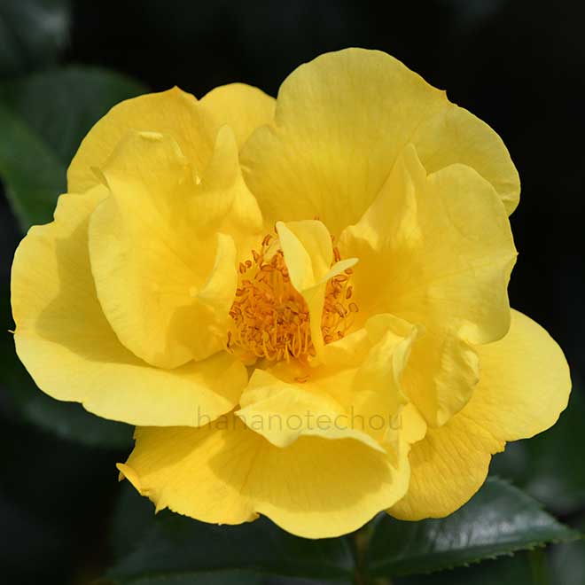 バラ レモンフィズ｜花の手帖の薔薇図鑑