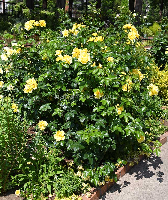 バラ レモンフィズ｜花の手帖の薔薇図鑑