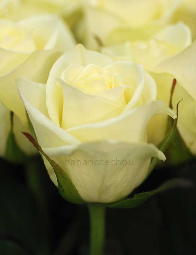 バラ レモンジェラート｜花の手帖の薔薇図鑑