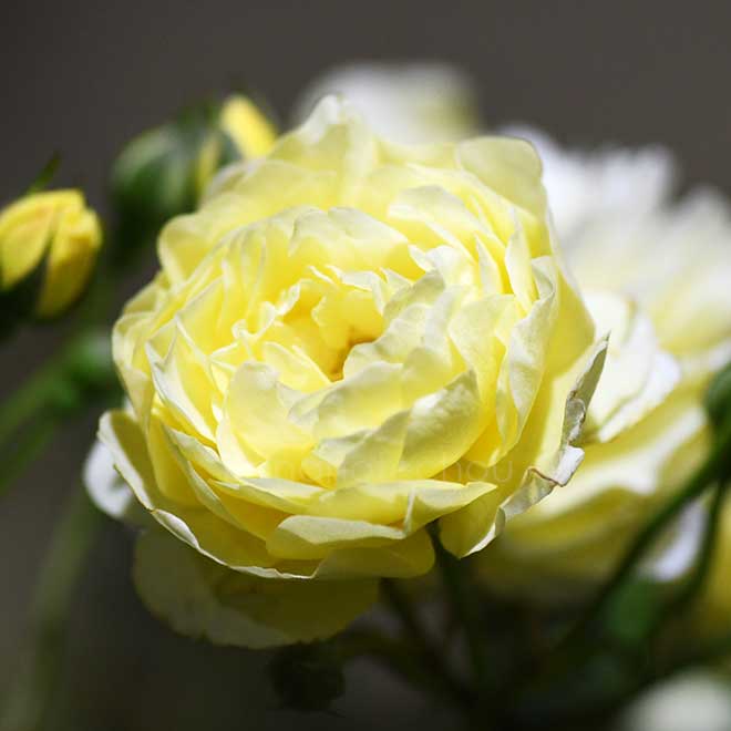 バラ レモン シルエッタ｜花の手帖の薔薇図鑑