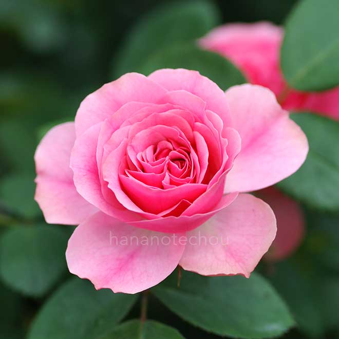 バラ レオナルド ダ ヴィンチ|花の手帖の薔薇図鑑