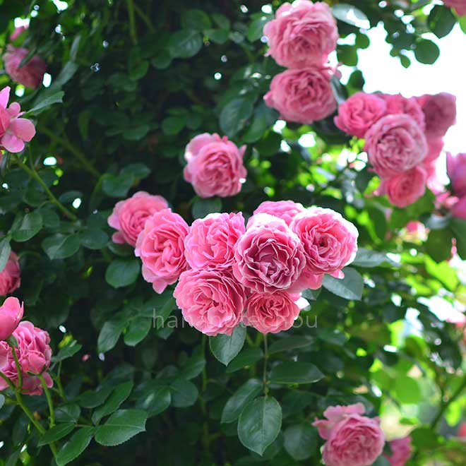 バラ レオナルド ダ ヴィンチ|花の手帖の薔薇図鑑