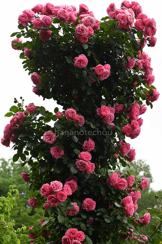 バラ レオナルド ダ ヴィンチ|花の手帖の薔薇図鑑