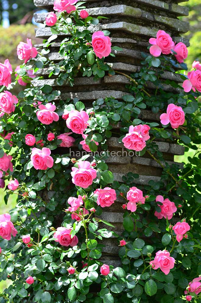 バラ レオナルド ダ ヴィンチ|花の手帖の薔薇図鑑