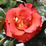 バラ レオニダス｜花の手帖の薔薇図鑑