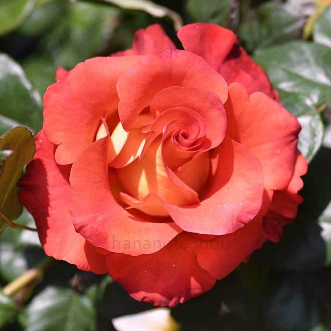 バラ レオニダス｜花の手帖の薔薇図鑑