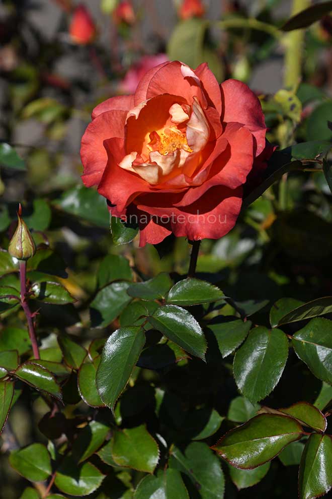 バラ レオニダス｜花の手帖の薔薇図鑑