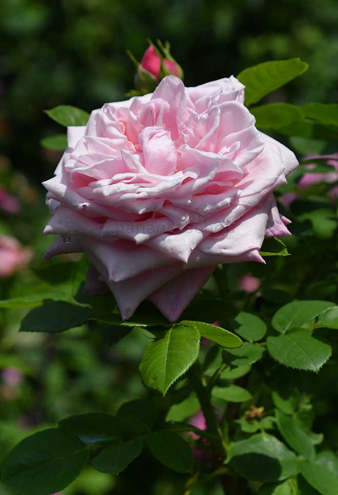 バラ レオニーランバート|花の手帖の薔薇図鑑