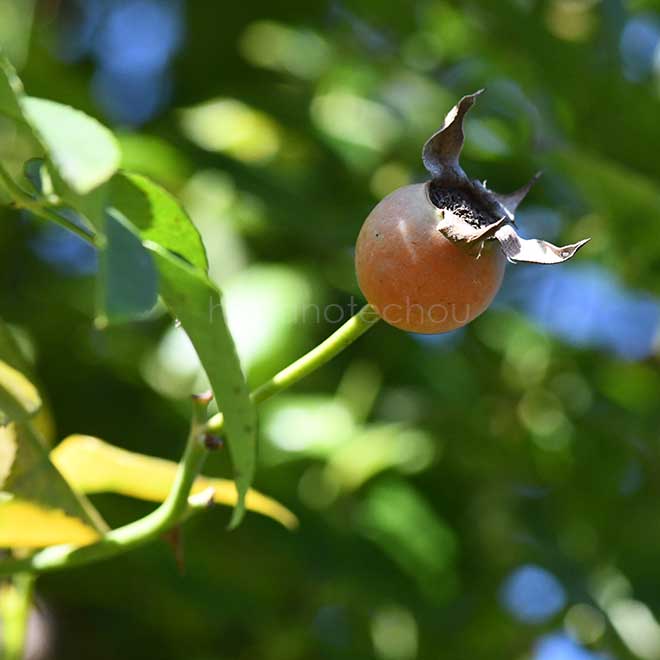 バラ レオンティーヌ ゲルブ｜花の手帖の薔薇図鑑