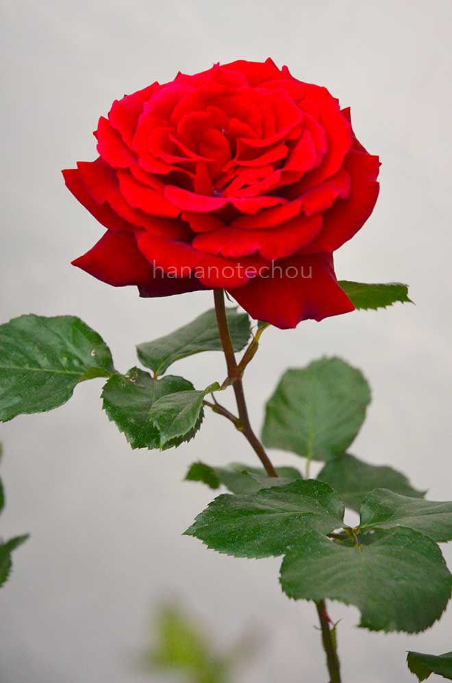 バラ レジェンド オブ ルージュ|花の手帖の薔薇図鑑