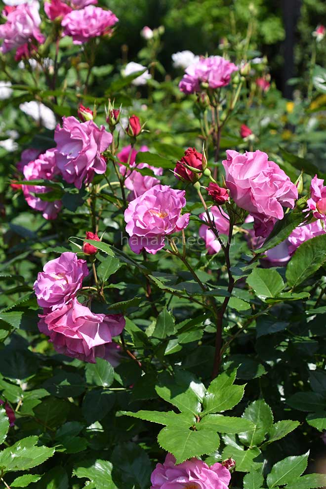 バラ レスポワール｜花の手帖の薔薇図鑑