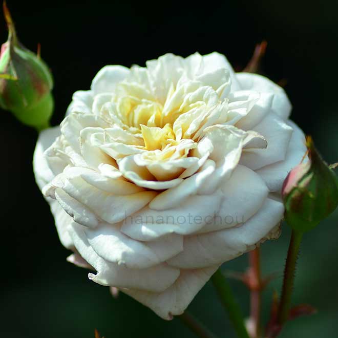 バラ レトランジェ|花の手帖の薔薇図鑑