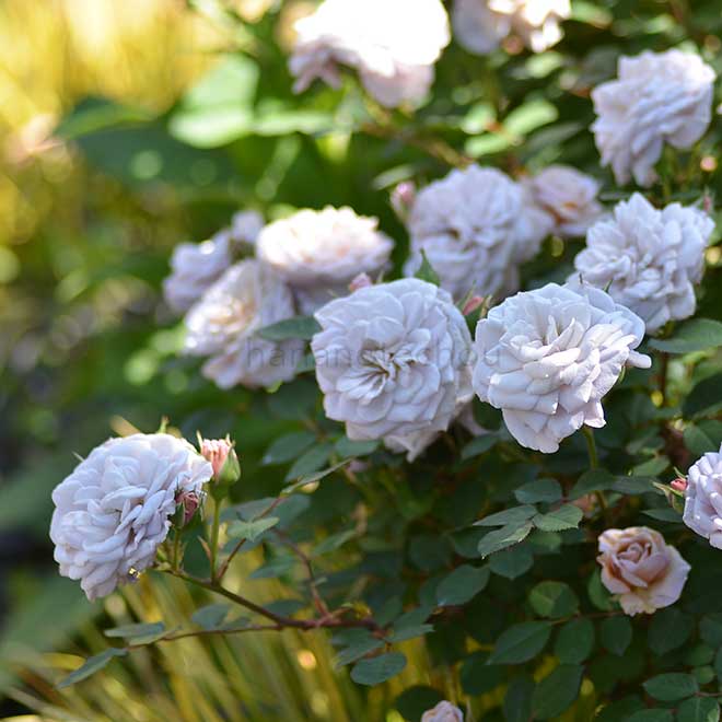 バラ レトランジェ|花の手帖の薔薇図鑑