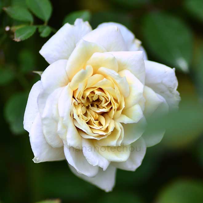 バラ レトランジェブランカ｜花の手帖の薔薇図鑑