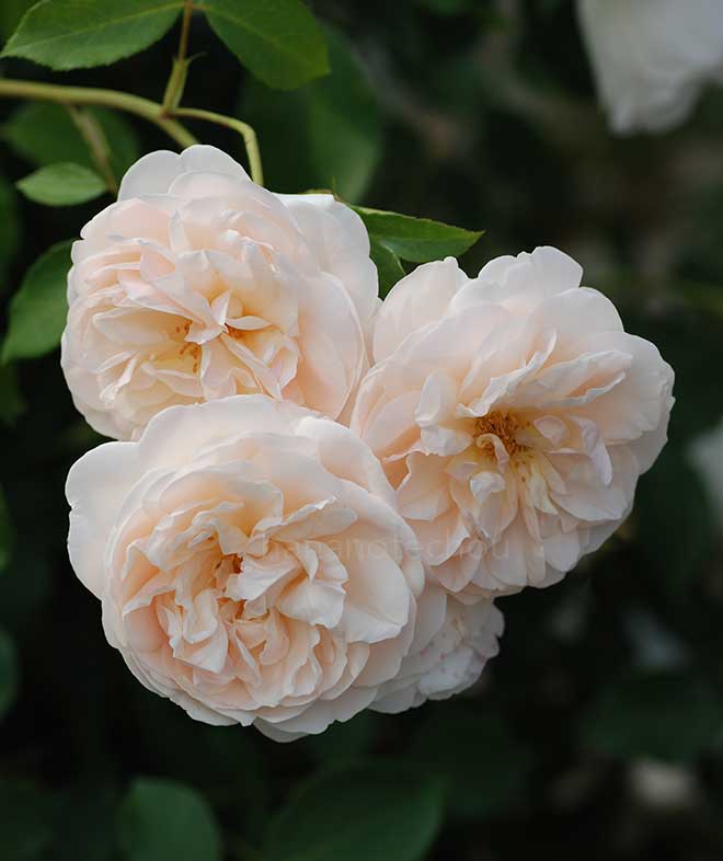 バラ レッチフィールド エンジェル｜花の手帖の薔薇図鑑